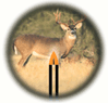 deer.gif (6346 �ֽ�)